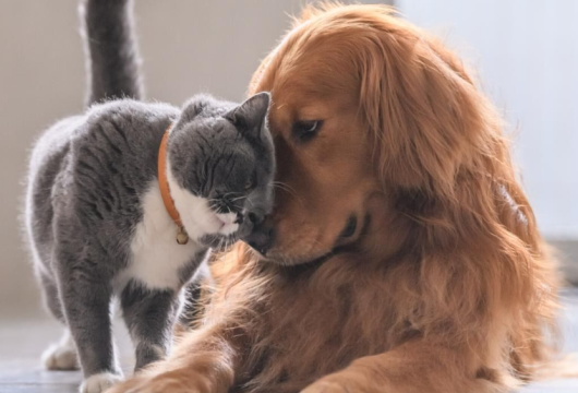 Сезонні поради: захист тварин від спеки чи холоду.